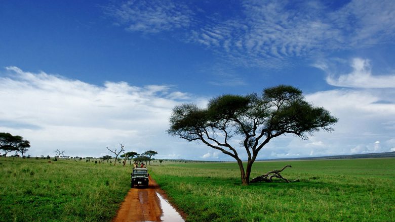 How To Own A Safari For Free